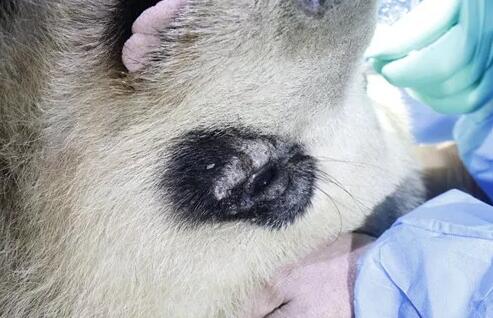 4月25日，应成都大熊猫繁育研究基地的邀请，成都8868 - 看球聊球追世界杯就来8868体育有限公司官方网站业务院长、四川大学华西医院原眼科主任、博士生导师罗清礼教授，特地前往该基地为生病的大熊猫进行了会诊2.jpg
