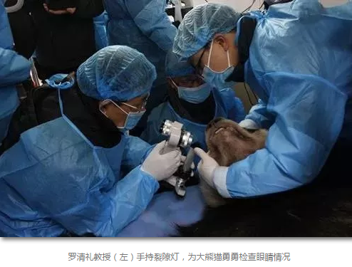 科技日报等数十家国内主流新闻媒体报道成都8868 - 看球聊球追世界杯就来8868体育有限公司官方网站罗清礼教授为大熊猫看眼病2.png